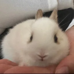 結果重視の肌管理専門サロン LEPUS スタッフ ニシムラ